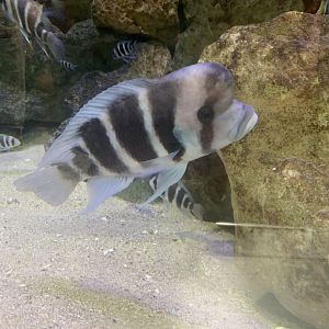 Aug. 2021- Frontosa cichlid