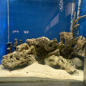 Aug. 2021- Mantis shrimp tank
