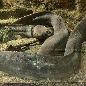 Aug. 2021- South American lungfish