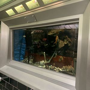 Aug. 2021- Invasive species display