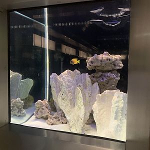 Aug. 2021- Unlabelled Chocolate tang tank