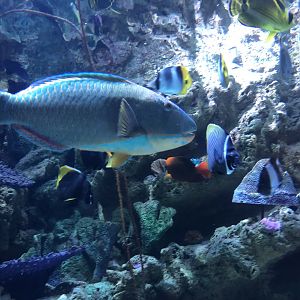 Spotted Parrotfish