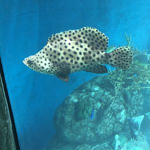 Panther Grouper