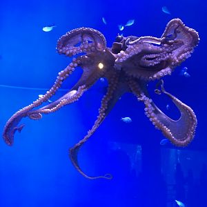 Octopus
