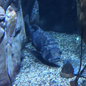 Juvenile Giant Sea Bass