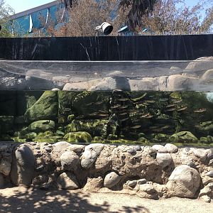 Steelhead trout (rainbow subspecies)