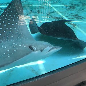 Eagle Ray and Mangrove Ray