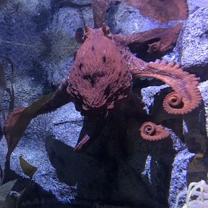 Giant Pacific Octopus