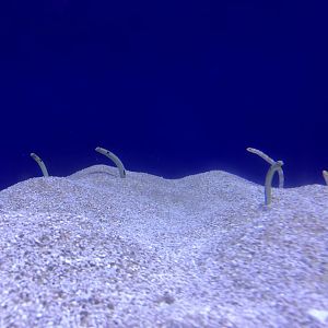 Garden eels