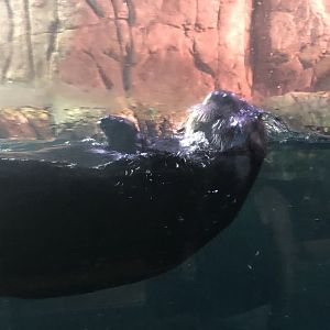 Southern Sea Otter