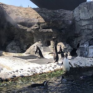 Magelanic Penguins
