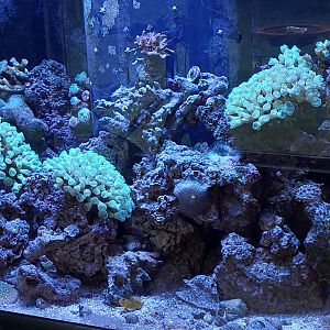 My Reef tank