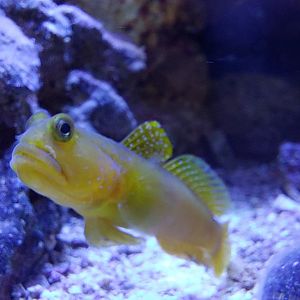 My yellow watchman goby