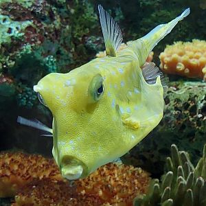 Longhorn Cowfish