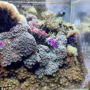 Coral propagation tank