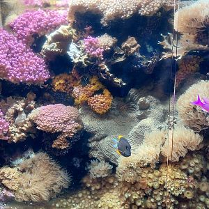 Coral propagation tank