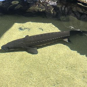 White Sturgeon