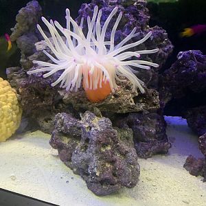 Aug. 2021- Condylactis anemone