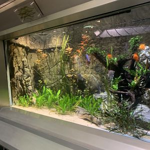 Aug. 2021- South American display tank