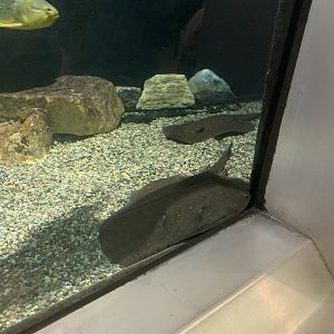Aug. 2021- Ocellate river stingrays
