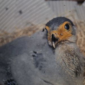 Hand-raised Secretary bird