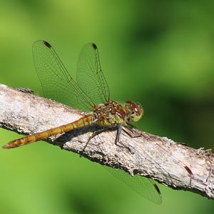 Common darter - Sympetrum striolatum - female