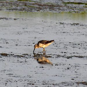 Stilt Sandpiper