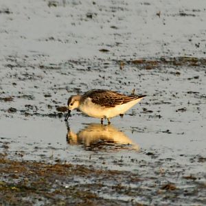 Wilson's Phalarope