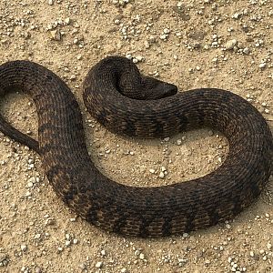 Diamondback Watersnake