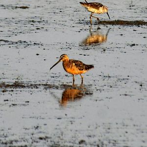 Long-billed Dowitcher