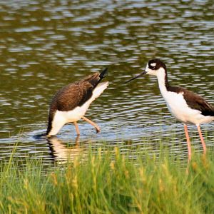 Black-necked Stilt
