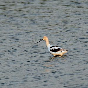 American Avocet