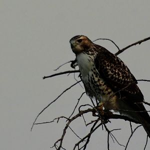 Red-tailed Hawk