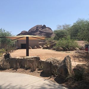 Aldabra Tortoise Exhibit