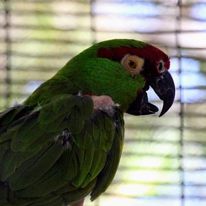 Thick-billed Parrot