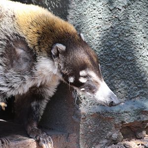 White-nosed Coati