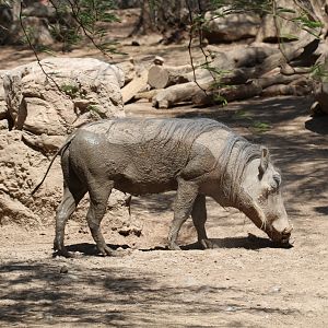 Common Warthog