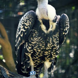 Rueppell's griffon vulture