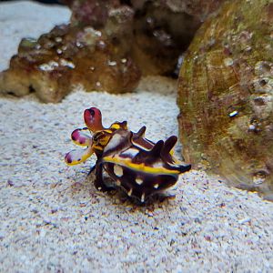 Flamboyant Cuttlefish