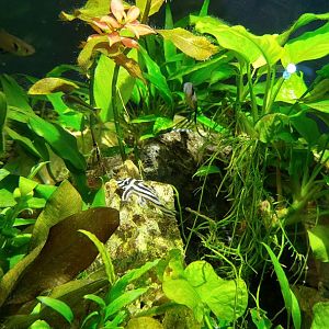 Stripes Freshwater Bubble