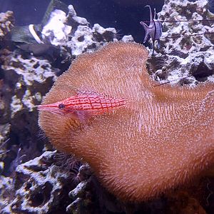 Patterns Saltwater Tank