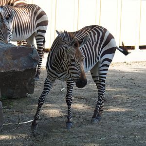 Hartmann's mountain zebra (Equus zebra hartmannae), 2021-07-17