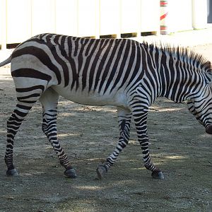 Hartmann's mountain zebra (Equus zebra hartmannae), 2021-07-17