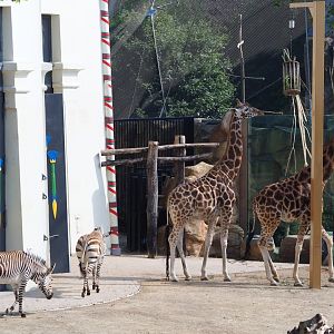 Hartmann's mountain zebras  and Hybrid giraffes near the Egyptian Temple, 2021-07-17