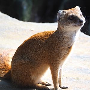 Yellow mongoose (Cynictis penicillata), 2021-07-17