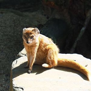 Yellow mongoose (Cynictis penicillata), 2021-07-17