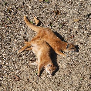 Yellow mongooses (Cynictis penicillata), 2021-07-17