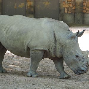 Southern white rhinoceros (Ceratotherium simum simum), 2021-07-17
