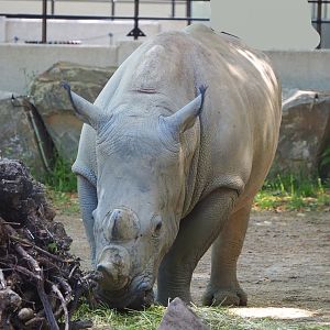 Southern white rhinoceros (Ceratotherium simum simum), 2021-07-17
