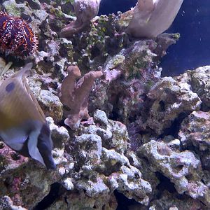 Urchin ID and Blotched Foxface